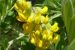 Calpurnia Plant