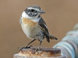 Canary Islands Stonechat