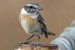 Canary Islands Stonechat