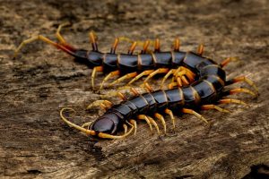 Centipede