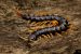 Centipede