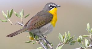 Chat Bird