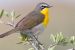 Chat Bird