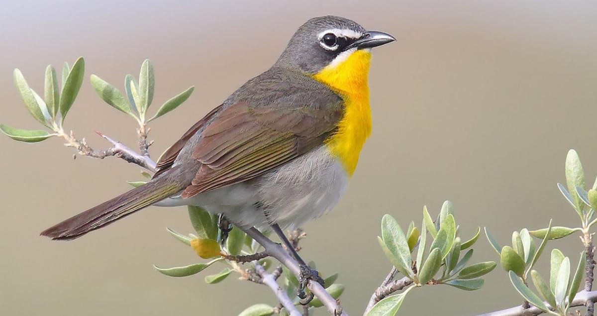 Chat Bird