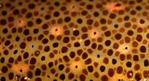 Chromatophore
