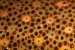 Chromatophore