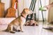 Classical Conditioning
