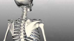 Clavicle
