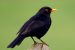 Common Blackbird