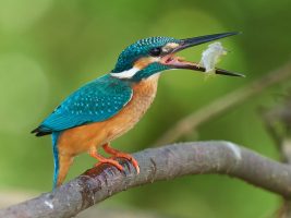 Common Kingfisher