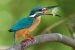 Common Kingfisher