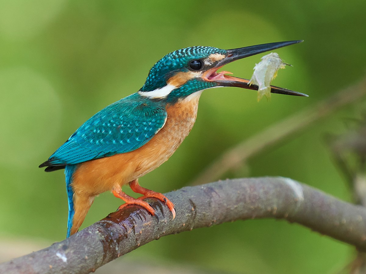 Common Kingfisher