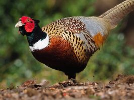Common Pheasant