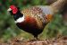 Common Pheasant