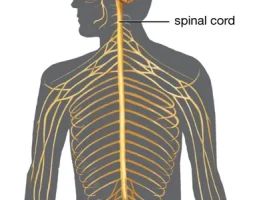 Development of the Nervous System