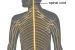 Development of the Nervous System