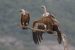 Eurasian Griffon Vulture