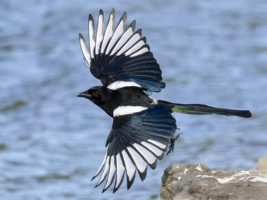 Eurasian Magpie