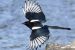 Eurasian Magpie