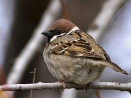 Eurasian Tree Sparrow