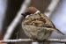 Eurasian Tree Sparrow