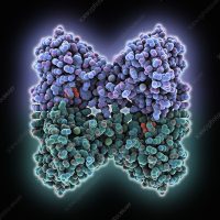 Glutathione Peroxidase