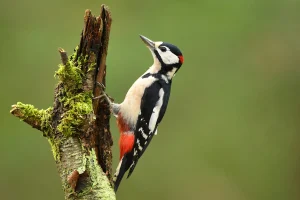 Great Spotted Woodpecker