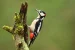 Great Spotted Woodpecker