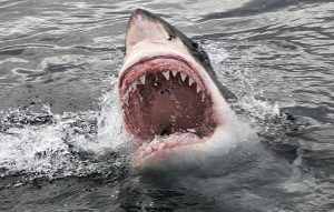 Great White
