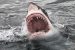 Great White