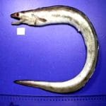 Gymnothorax indicus, new species of eel found in Bay of Bengal