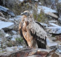 Himalayan Vulture