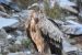Himalayan Vulture