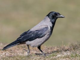 Hooded Crow