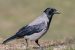 Hooded Crow