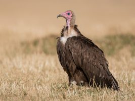 Hooded Vulture