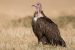 Hooded Vulture