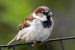 House Sparrow