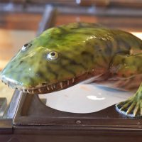 Hynerpeton