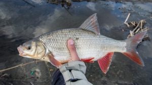 Ide fish