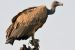 Indian Vulture