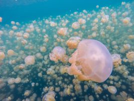 Jellyfish Lake