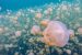 Jellyfish Lake