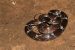 Lycodon Aulicus