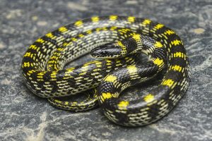 Lycodon Bicolor