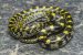 Lycodon Bicolor