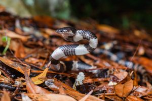 Lycodon Fasciatus