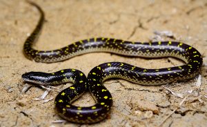 Lycodon Flavomaculatus