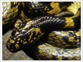 Lycodon Gammiei