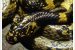 Lycodon Gammiei